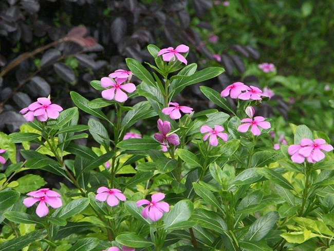 长春花